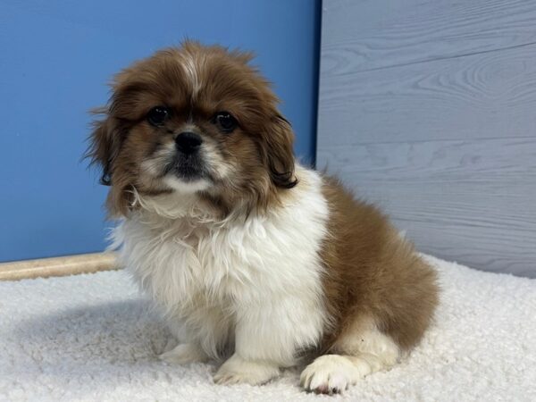 Pekingese Dog Male Sable 21744 Petland Batavia, Illinois