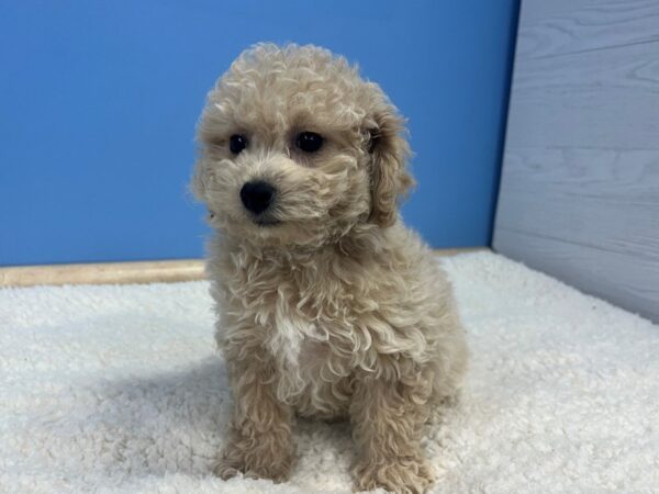 Bichon Poo Dog Female Cream 21757 Petland Batavia, Illinois