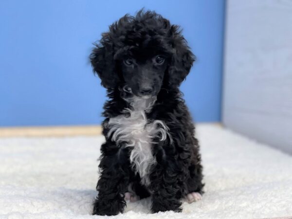 Poodle Mini-Dog-Male-Black, White Markings-21770-Petland Batavia, Illinois