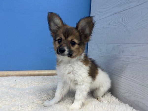 Papillon Dog Male White and Sable 21781 Petland Batavia, Illinois