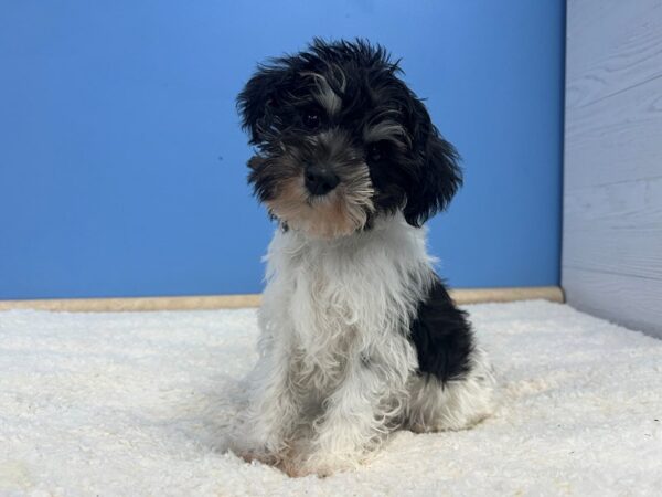 Miniature Schnauzer Dog Female Black and White 21780 Petland Batavia, Illinois