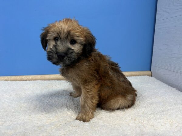 Soft Coated Wheaten Terrier-Dog-Male-Wheaten-21790-Petland Batavia, Illinois