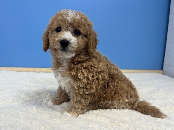 Goldendoodle Mini 2nd Gen Dog Female Red, White Markings 21822 Petland Batavia, Illinois