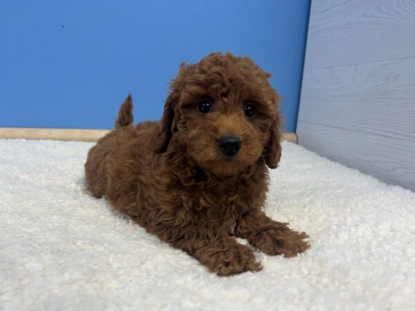 Goldendoodle Mini 2nd Gen Dog Female Red 21825 Petland Batavia, Illinois