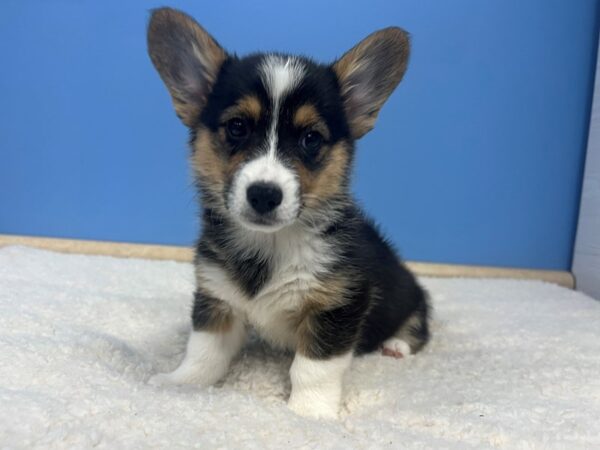 Pembroke Welsh Corgi Dog Female Black and Tan Tri 21832 Petland Batavia, Illinois