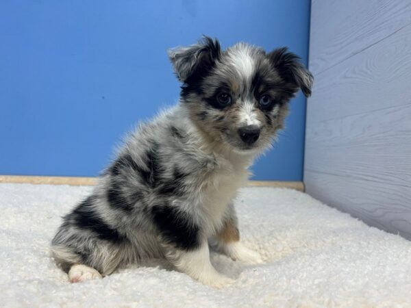 Miniature Australian Shepherd Dog Female Blue Merle White and Tan 21844 Petland Batavia, Illinois