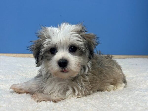 Havanese Dog Male Gold Sable 21843 Petland Batavia, Illinois