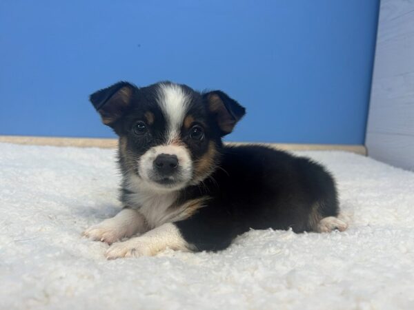 [#21850] Black White and Tan Male Auggie Puppies For Sale
