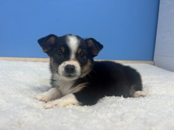 Auggie Dog Male Black White and Tan 21850 Petland Batavia, Illinois