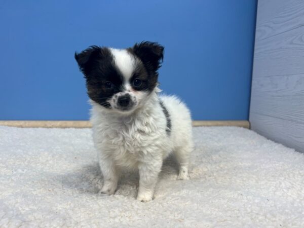 [#21848] Black Tan and White Male Chi-Pom Puppies For Sale