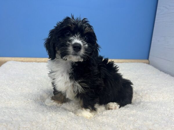 Miniature Bernedoodle Dog Female Tri Color 21847 Petland Batavia, Illinois