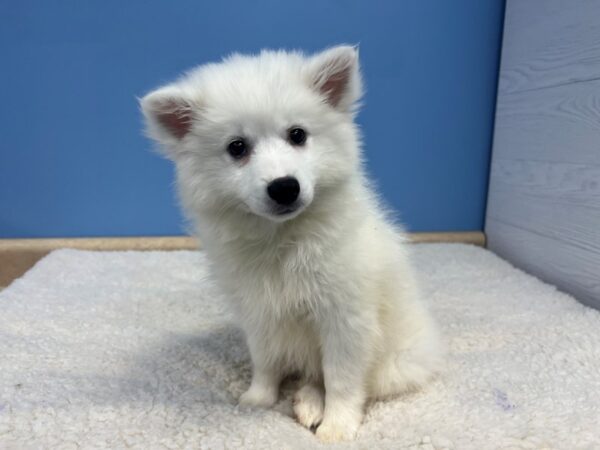 American Eskimo Dog Male White 21851 Petland Batavia, Illinois