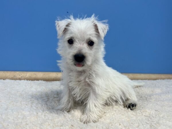 West Highland White Terrier Dog Female White 21858 Petland Batavia, Illinois