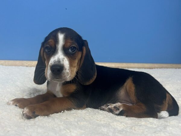 Beagle Dog Male Black Tan and White 21852 Petland Batavia, Illinois