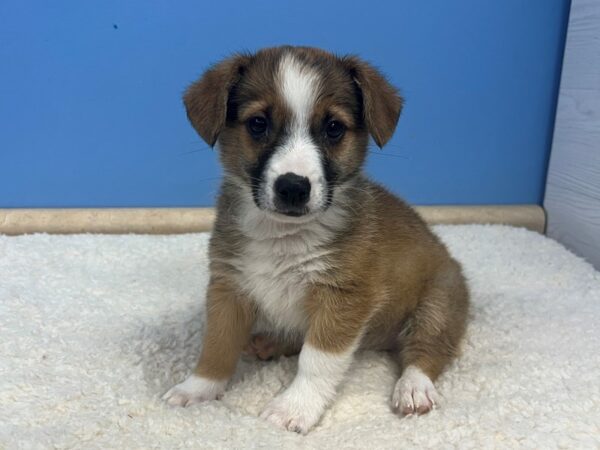 Auggie Dog Female Sable and White 21849 Petland Batavia, Illinois