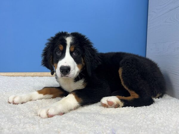 Bernese Mountain Dog Dog Male Black Rust and White 21853 Petland Batavia, Illinois