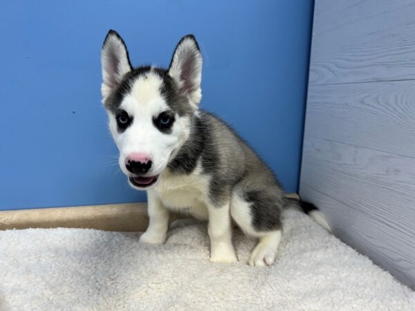 Siberian Husky Dog Male Black Grey and White 21857 Petland Batavia, Illinois