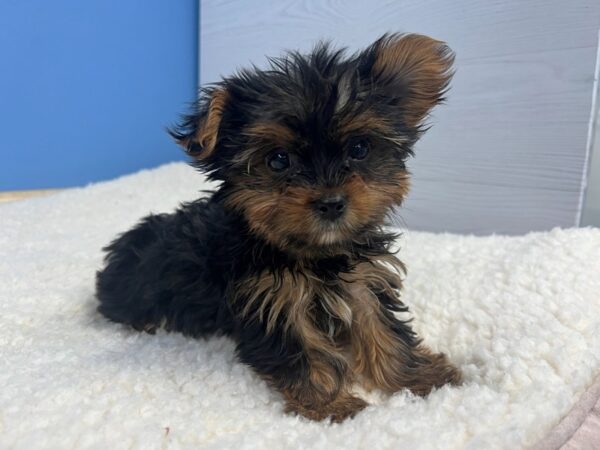 Yorkshire Terrier Dog Female Black and Tan 21872 Petland Batavia, Illinois