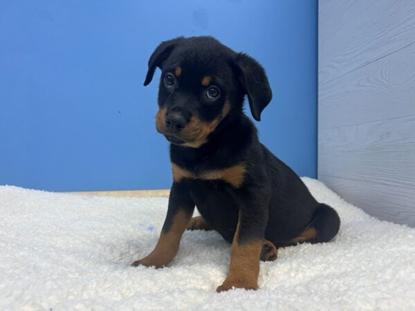 Rottweiler-Dog-Female-Black and Mahogany-21867-Petland Batavia, Illinois