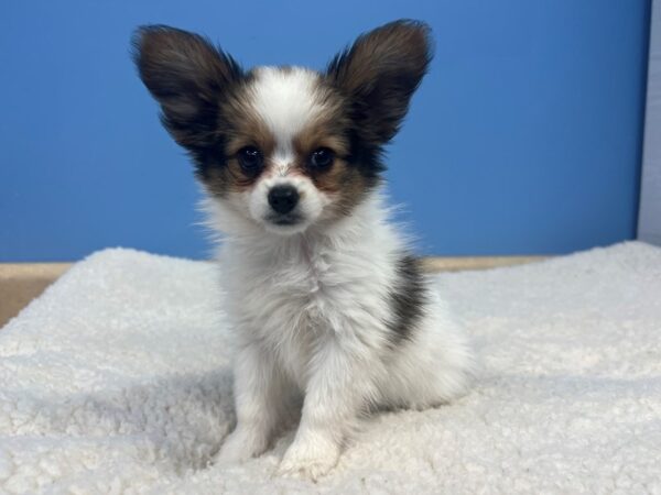 Papillon Dog Female White and Sable 21866 Petland Batavia, Illinois