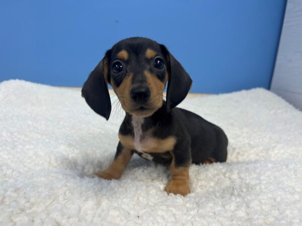 Dachshund Dog Male Black and Tan 21864 Petland Batavia, Illinois