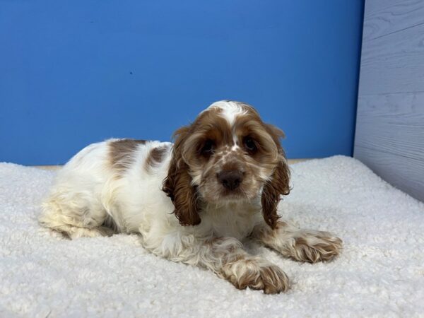 Cocker Spaniel Dog Female Buff and White 21879 Petland Batavia, Illinois