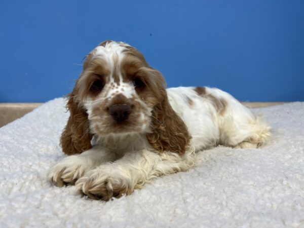 Cocker Spaniel Dog Female Buff and White 21880 Petland Batavia, Illinois