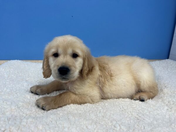 Golden Retriever Dog Male Cream 21893 Petland Batavia, Illinois