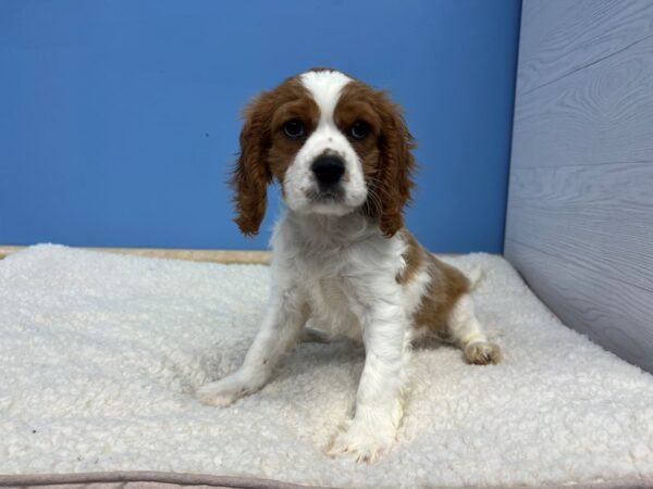 Cavalier King Charles Spaniel Dog Male Blenheim 21899 Petland Batavia, Illinois