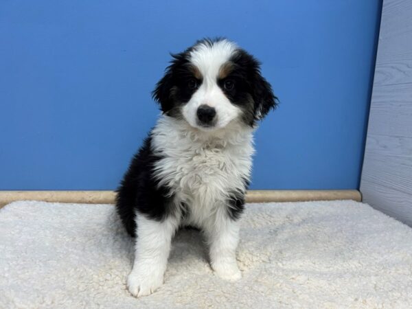 Miniature American Shepherd Dog Female Black 21787 Petland Batavia, Illinois