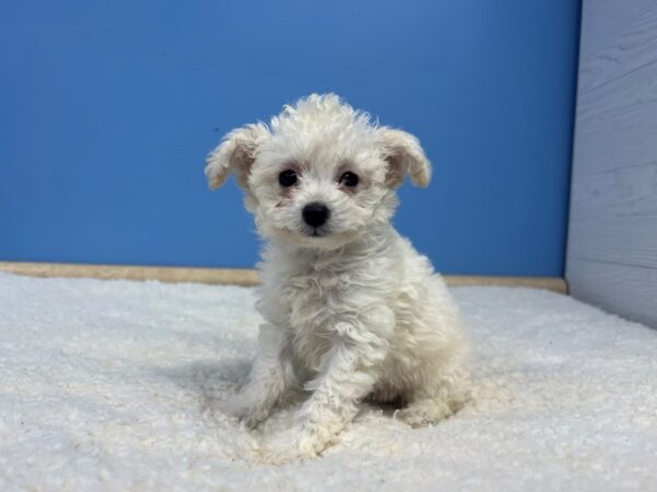 Toy Aussie Poo-Dog-Female-White-21814-Petland Batavia, Illinois