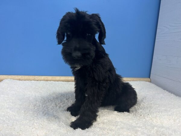 Giant Schnauzer Dog Male Black 21836 Petland Batavia, Illinois