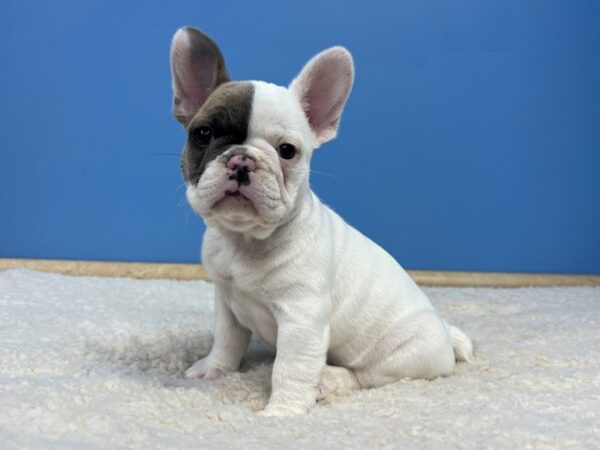 French Bulldog-Dog-Female-White, Sable Piebald-21829-Petland Batavia, Illinois