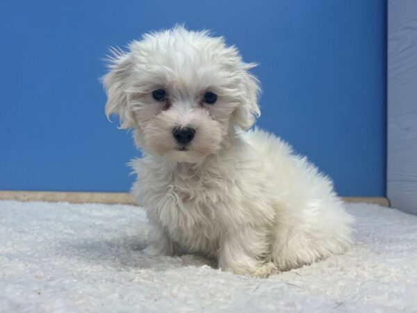 Coton De Tulear Dog Male White 21834 Petland Batavia, Illinois