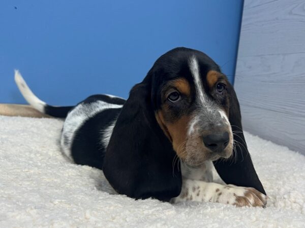 Basset Hound Dog Male Black Brown and White 21833 Petland Batavia, Illinois