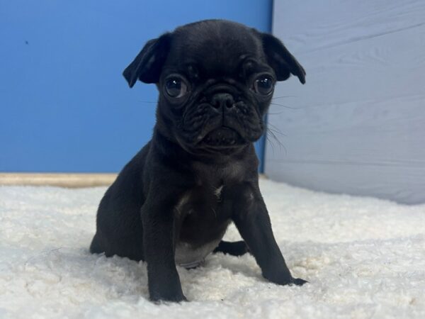 Pug Dog Female Black 21845 Petland Batavia, Illinois