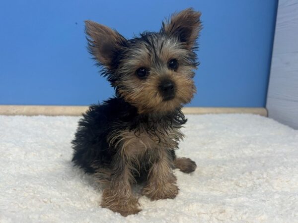 Yorkshire Terrier Dog Male Black and Tan 21859 Petland Batavia, Illinois