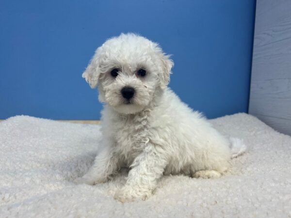 Bichon Frise Dog Female White 21863 Petland Batavia, Illinois