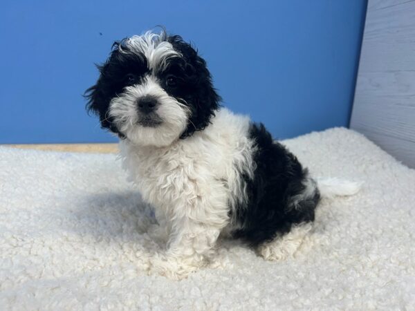 Lhasa Poo Dog Male Black and White 21861 Petland Batavia, Illinois