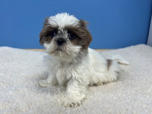 Shih Tzu Dog Female Liver and White 21868 Petland Batavia, Illinois