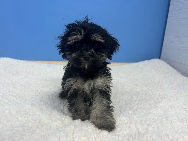 Havanese Dog Female Black and Tan 21865 Petland Batavia, Illinois