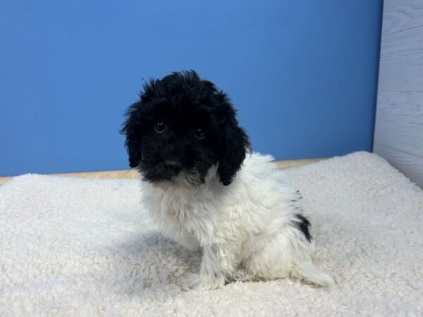 Mini Labradoodle 2nd Gen Dog Female Black and White 21873 Petland Batavia, Illinois