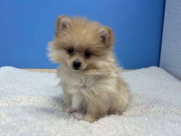 Pomeranian Dog Male Orange 21876 Petland Batavia, Illinois