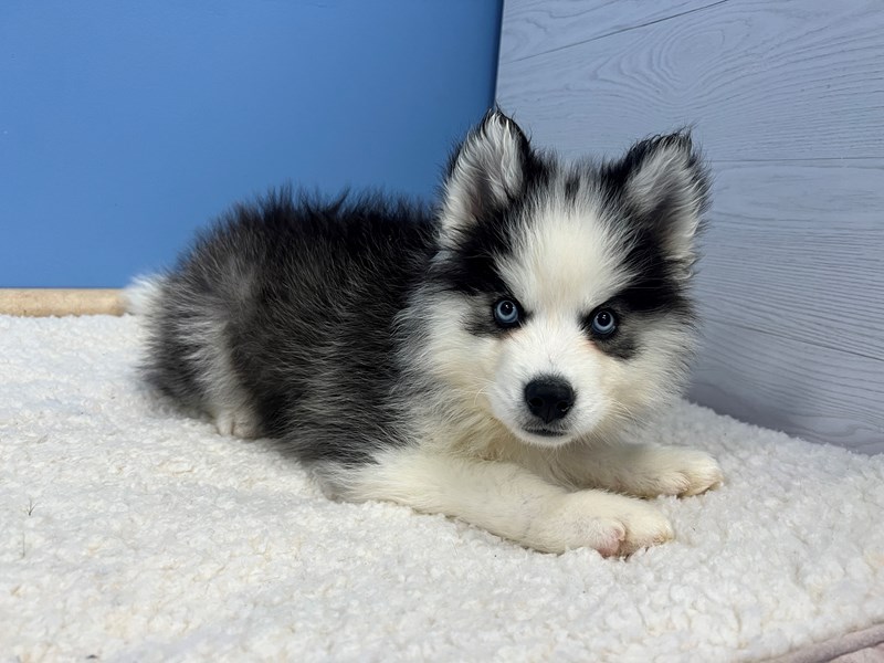 Dogs & Puppies for Sale Petland Batavia Pet Store Illinois