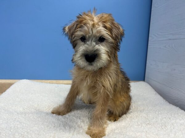 Soft Coated Wheaten Terrier-Dog-Male-Wheaten-21878-Petland Batavia, Illinois