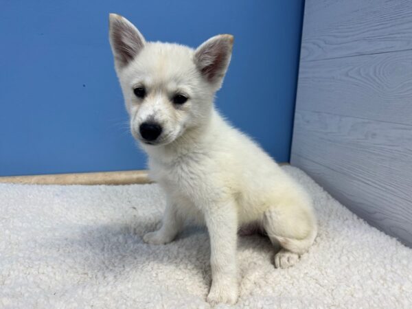 Pomsky Dog Male Cream 21882 Petland Batavia, Illinois