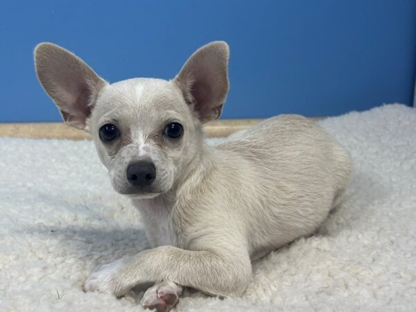 Chihuahua Dog Male Cream 21875 Petland Batavia, Illinois