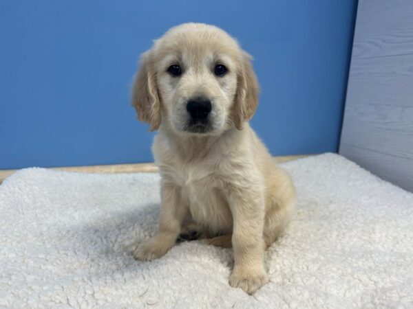 Golden Retriever Dog Female Cream 21894 Petland Batavia, Illinois