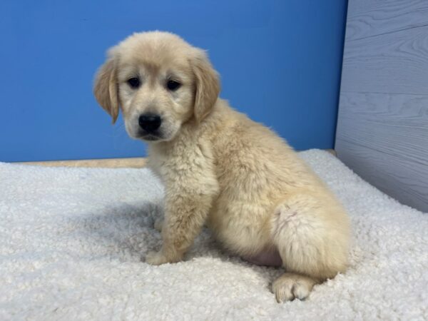 Golden Retriever Dog Female Cream 21895 Petland Batavia, Illinois