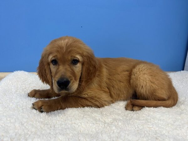 Golden Retriever Dog Male Red 21896 Petland Batavia, Illinois